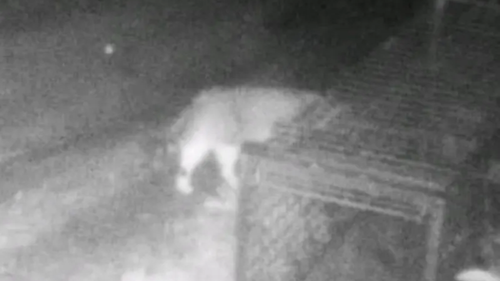 ‘Nine Lives’ near one of the traps set for it (Photo: Pest-free Purerua-Mataroa) החתול "תשע נשמות" ליד אחת מהמלכודות שהוטמנו לו