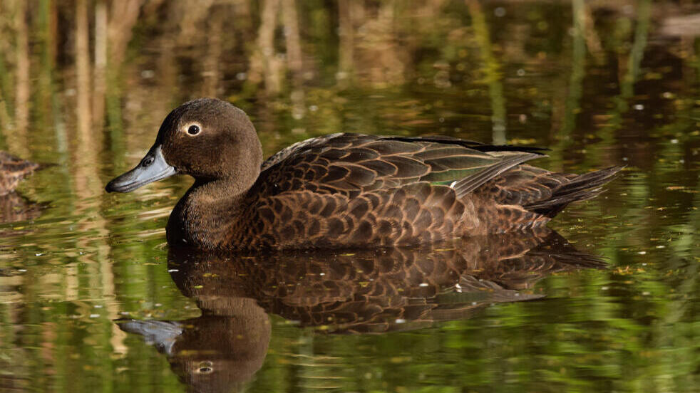 A pāteke duck in New Zealand (Photo: KailaRae/Shutterstock) ברווז פאטקה בניו זילנד