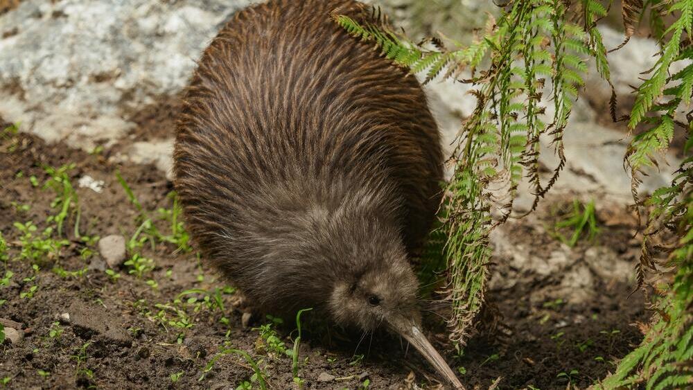 A kiwi, an endemic New Zealand bird and national symbol (Photo: Honza123/Shutterstock) קיווי, עוף אנדמי בניו זילנד, המהווה גם את סמלה הלאומי