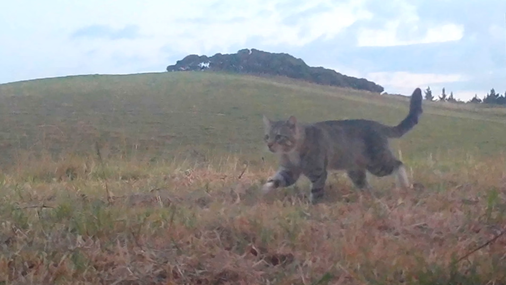 ‘Nine Lives,’ the feral cat that preyed on New Zealand’s rare duck population for years, in February 2024 (Photo: Pest Free Purerua-Mataroa) "תשע נשמות", חתול הבר שפגע באוכלוסיית הברווזים הנדירה בניו זילנד במשך שנים, מפברואר 2024