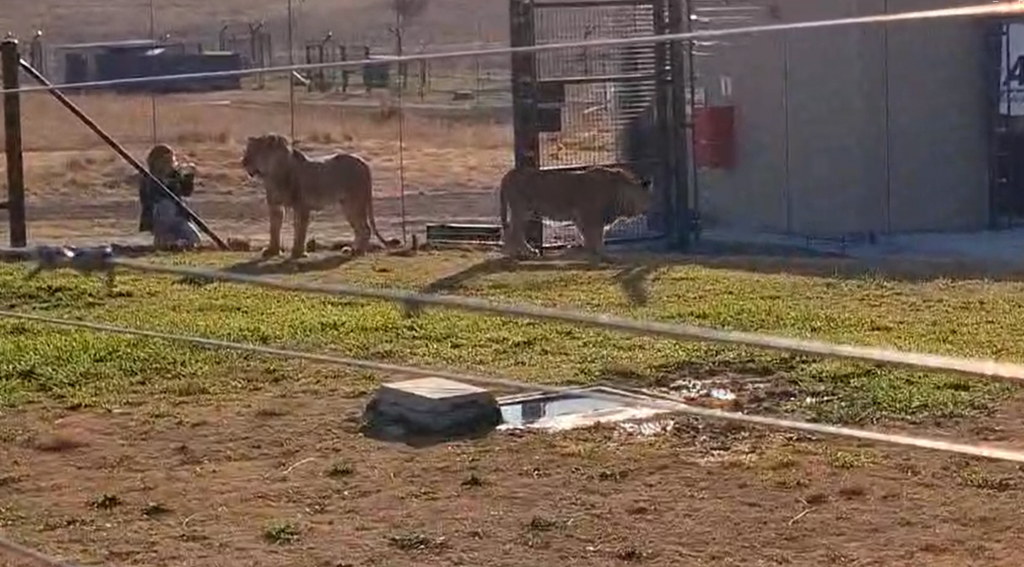 Adjusting to the new home (Photo: Uri Laniel, Israel Nature and Parks Authority) האריות שהועברו לדרום אפריקה