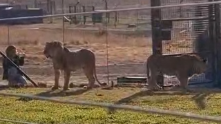 אריות שהוברחו לישראל הועברו לדרום אפריקה