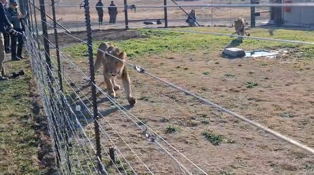The lions that were moved to South Africa (Photo: Uri Laniel, Israel Nature and Parks Authority) האריות שהועברו לדרום אפריקה