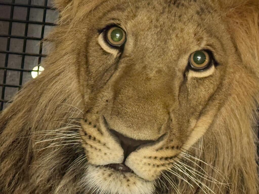 One of the lions that was transported to South Africa (Photo: Uri Laniel, Israel Nature and Parks Authority) אחד האריות שהועברו לדרום אפריקה