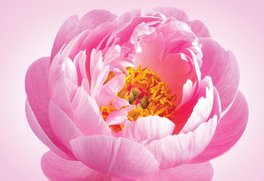 Peony (Photo: Shutterstock/ASAP Creative ) פרח הפאוניה. ברפואה הסינית המסורתית, השורש המיובש של הצמח מווסת את המחזור החודשי