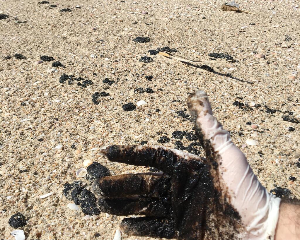 Assessments based only on animals found dead or covered in tar may underestimate the ecological damage caused by oil spills (Photo: University of Haifa) Mediterranean oil spill exposed a large share of marine species to potentially harmful levels of toxic petroleum compounds