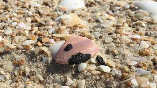 Mediterranean oil spill exposed a large share of marine species to potentially harmful levels of toxic petroleum compounds 