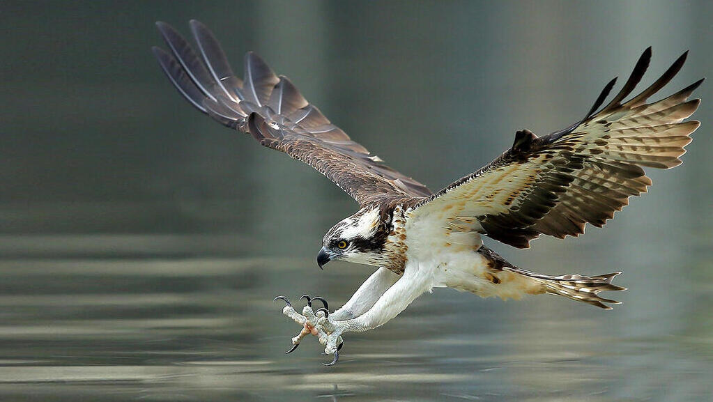An osprey in action (Photo: Wang LiQiang/Shutterstock) An osprey in action