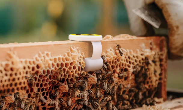 BeeHero