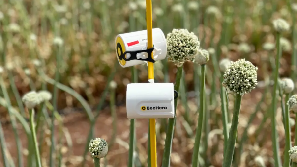 BeeHero