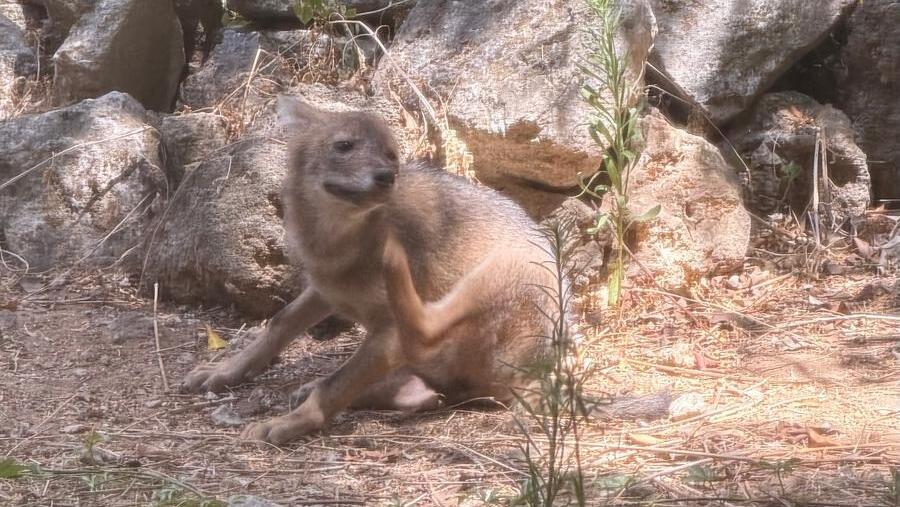 Самка шакала возле дома в Рамат-Гане תנים ליד בניין ברמת גן