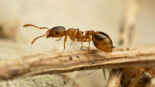 נמלת בלוט מהמין Temnothorax nylanderi