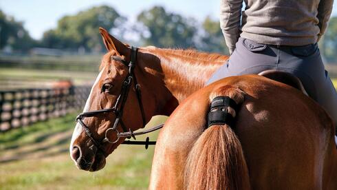 חיישן לסוס Blaze Equine Wellness System
