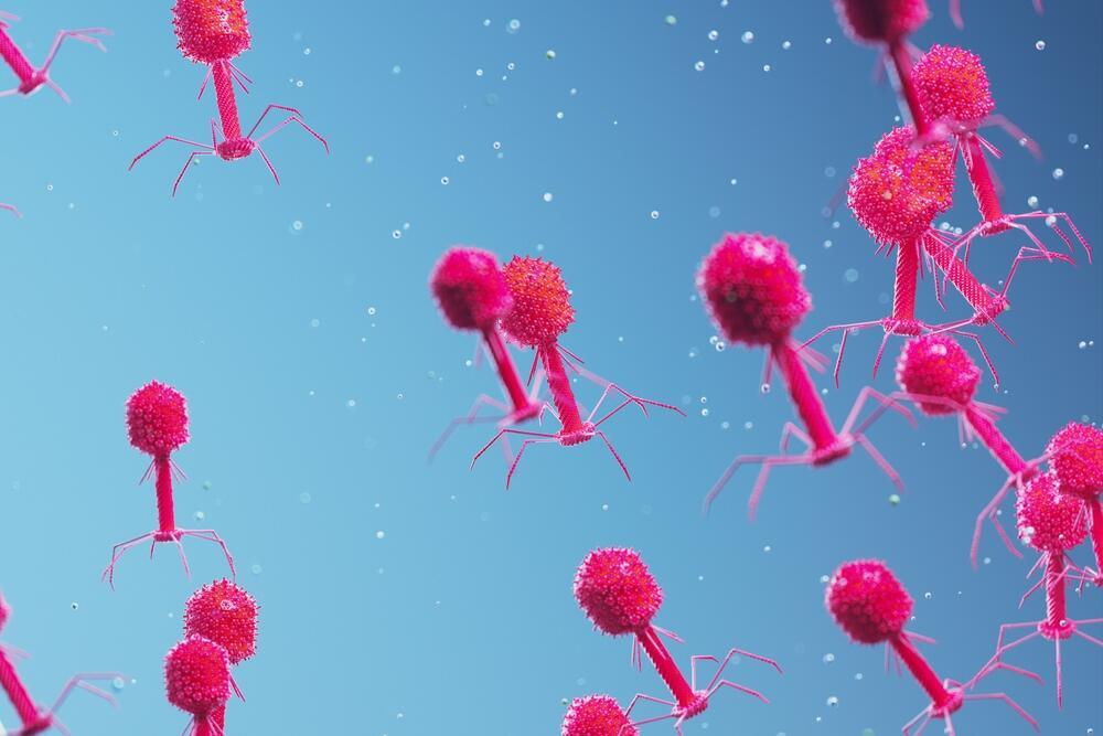 New bacteriophages could one day be used to treat bacterial infections (Photo: shutterstock) בקטריופאג'ים