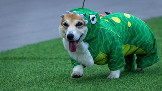 A corgi dog participates in a costume parade during the international Corgi Race Vilnius 2026 in Vilnius, Lithuania  