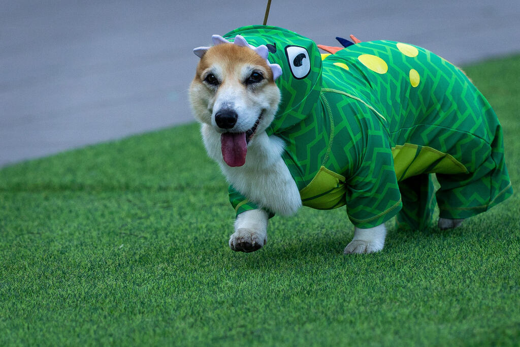 A corgi dog participates in a costume parade during the international Corgi Race Vilnius 2026 in Vilnius, Lithuania (Photo: Mindaugas Kulbis/AP) A corgi dog participates in a costume parade during the international Corgi Race Vilnius 2026 in Vilnius, Lithuania