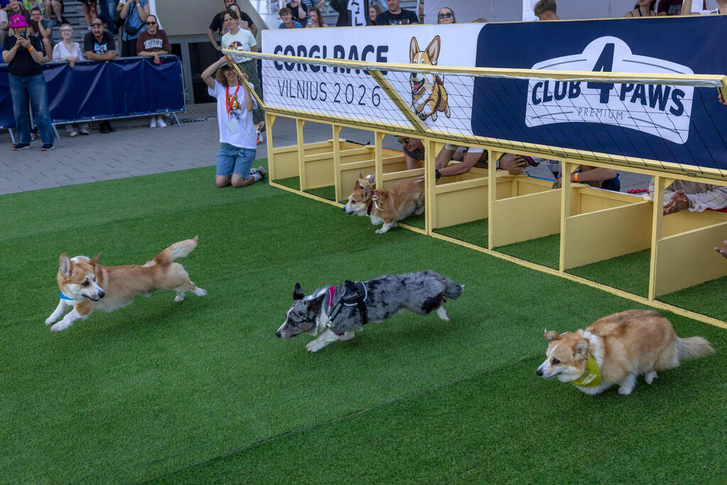 And they're off! Corgis race during the Corgi Race Vilnius 2026 event in Vilnius, Lithuania (Photo: Mindaugas Kulbis/AP) And they're off! Corgis race during the Corgi Race Vilnius 2026 event in Vilnius, Lithuania