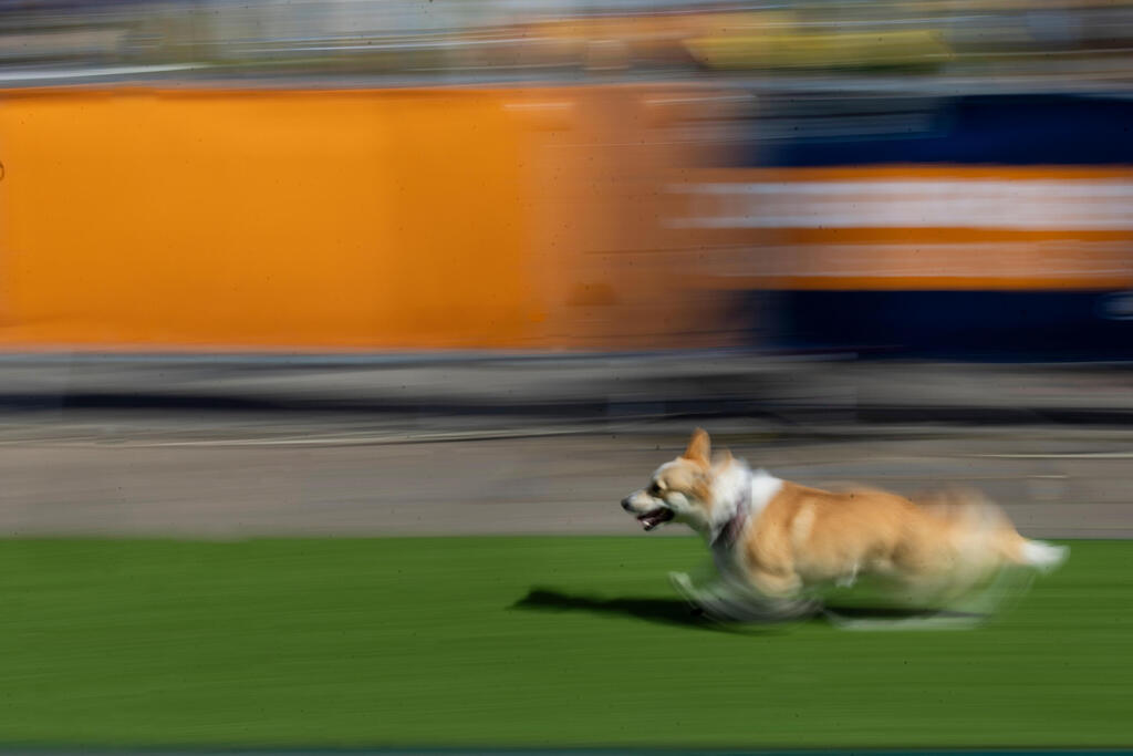 A corgi dog participates in the international Corgi Race Vilnius 2026 in Vilnius, Lithuania (Photo: Mindaugas Kulbis/AP) A corgi dog participates in the international Corgi Race Vilnius 2026 in Vilnius, Lithuania