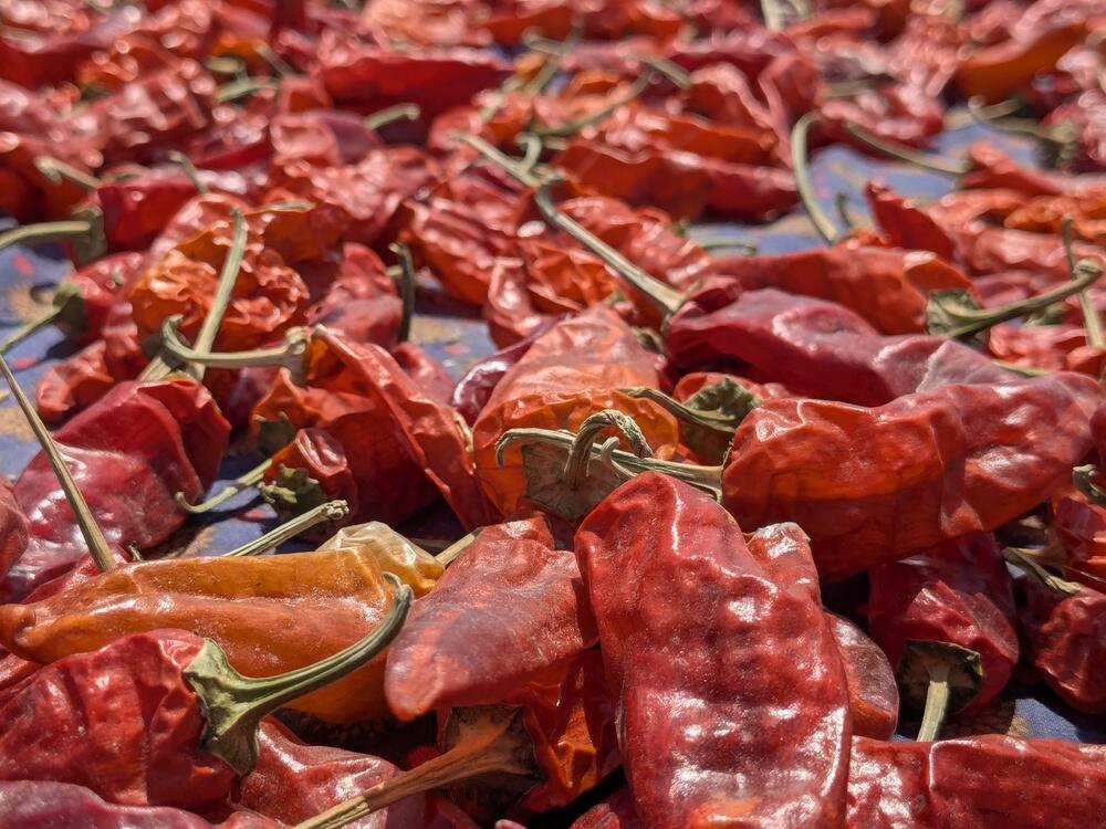 La ‘capital del chile rojo’ de Pakistán enfrenta una crisis climática que amenaza su cosecha emblemática