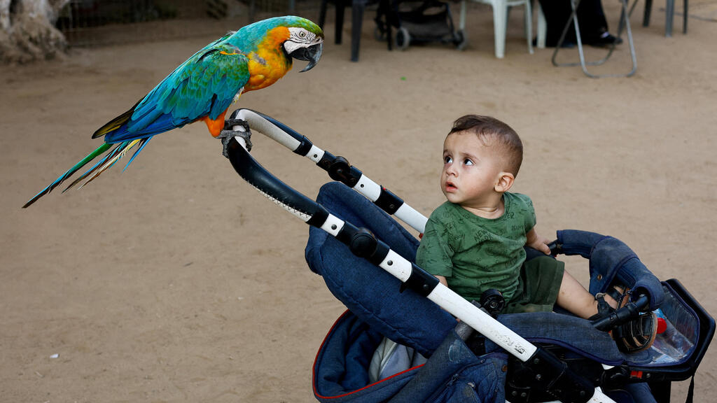 Попугаи охотно идут на контакт (Фото: Mahmoud Issa/Reuters) מקאו צבעוני יושב על עגלת תינוק בגן החיות בנוסייראת