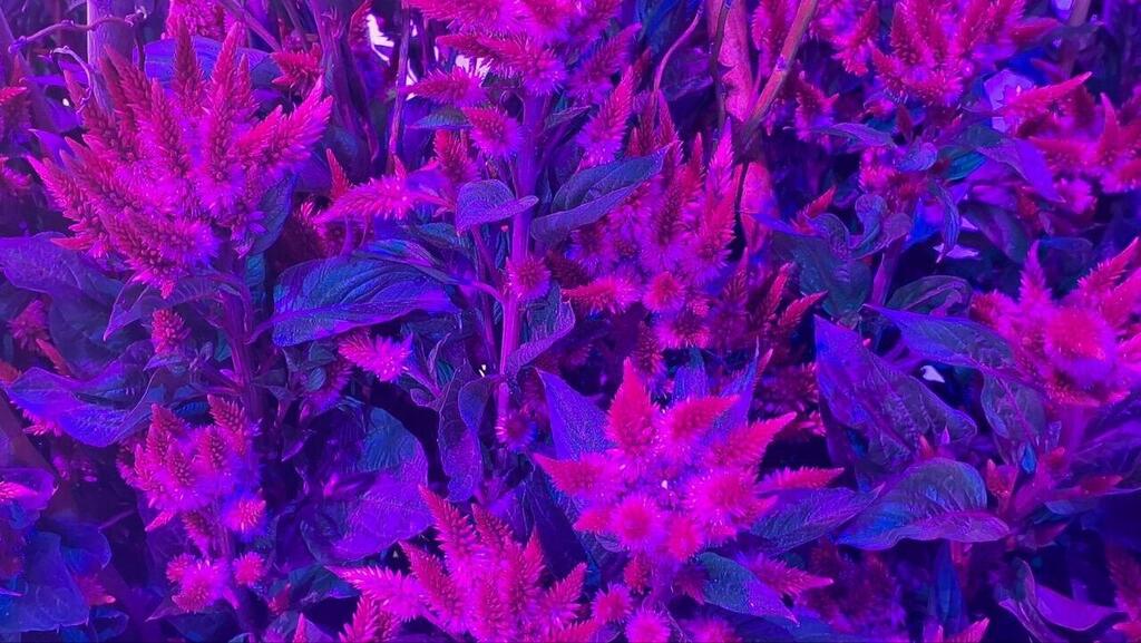 Эффектные целозии на выставке Flowers (Фото: Анастасия Тадсон) Эффектные целозии на выставке Flowers