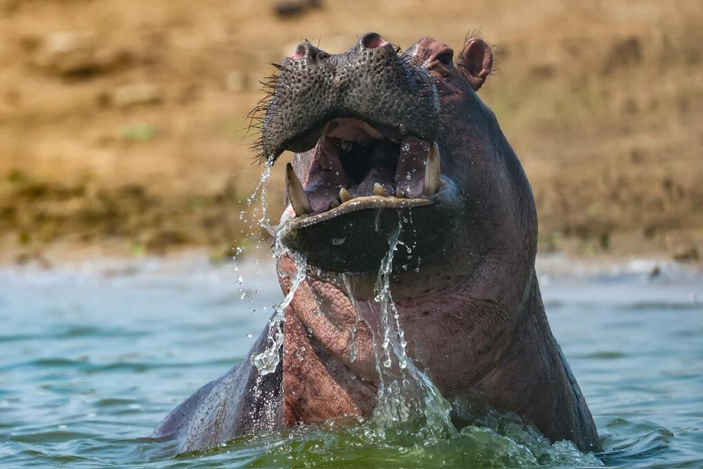 Hippo spotted during the Uganda expedition (Photo: Gil Bachar) היפופוטם שנצפה במסע לאוגנדה