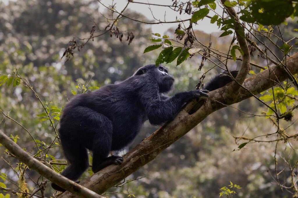 Mountain gorilla climbing a tree in Bwindi Forest (Photo: Nofar Mei-Ron) גורילת ההרים מטפסת על עץ ביער בווינדי