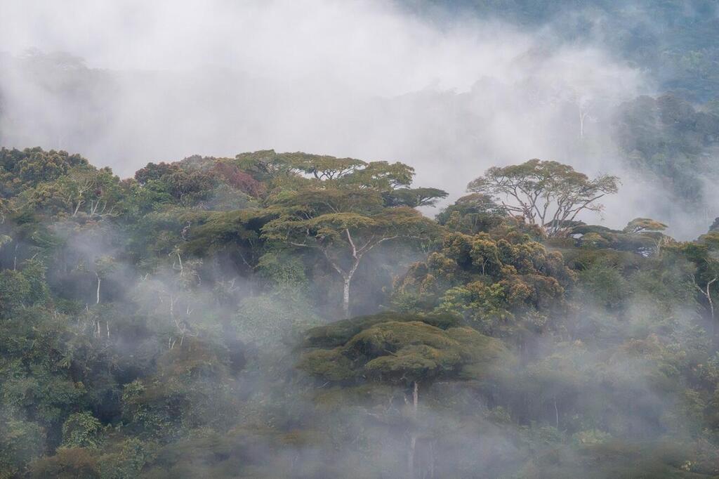 Uganda's Bwindi rainforest (Photo: Matan Sharon) יערות הגשם בווינדי של אוגנדה