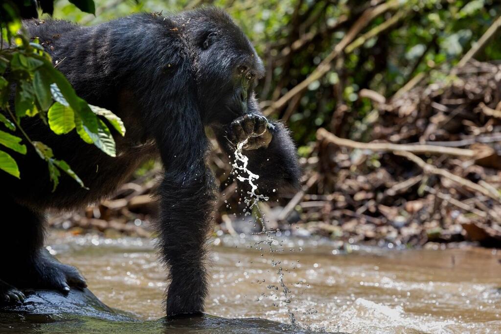 Mountain gorilla drinking from the stream (Photo: Nofar Mei-Ron) גורילת ההרים שותה ממי הנחל
