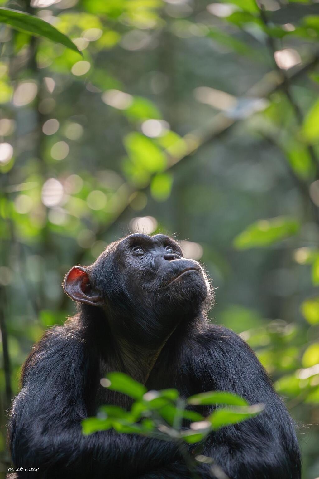 Chimpanzee looking toward the forest canopy in Uganda (Photo: Amit Meir) שימפנזה מביטה אל חופת היער באוגנדה