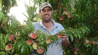 מדריך משרד החקלאות איתי במברגר במטע אפרסקים
