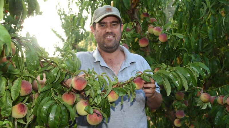 מדריך משרד החקלאות איתי במברגר במטע אפרסקים