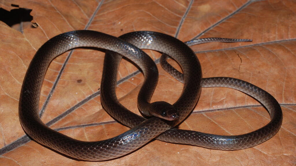 The news snake species Lielaphis slashi, is named for Guns N Roses guitarist Slash (Photo: Chris Austin) מין הנחש החדש Lielaphis slashi, שהתגלה ביערות גינאה החדשה