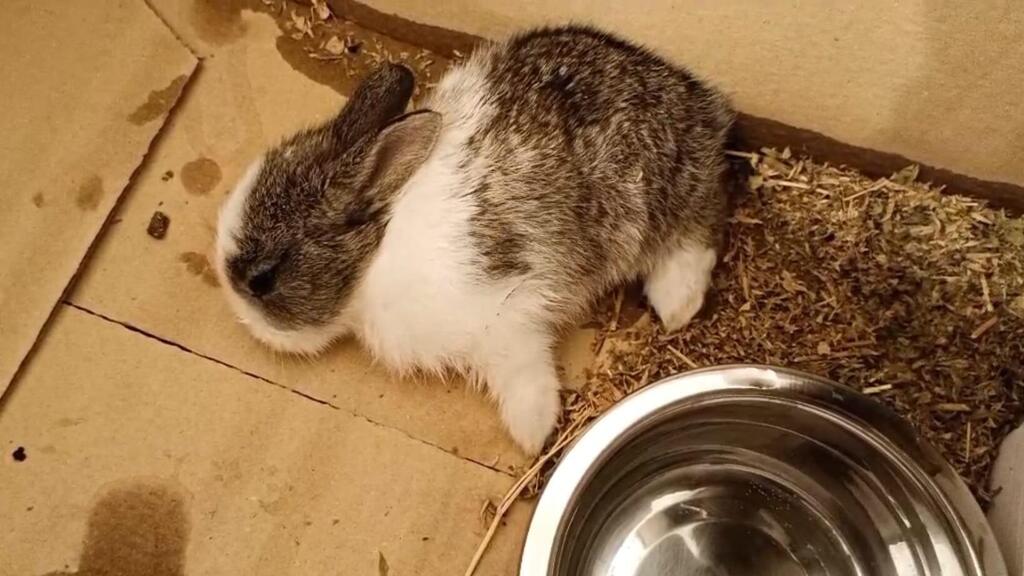A roughly 2½-week-old rabbit found dying in the courtyard of a Tel Aviv apartment building. It did not survive (Photo: Beit Nathanel) גור קטן, בן כשבועיים וחצי, שנמצא גוסס בחצר בניין בתל אביב. הוא לא שרד