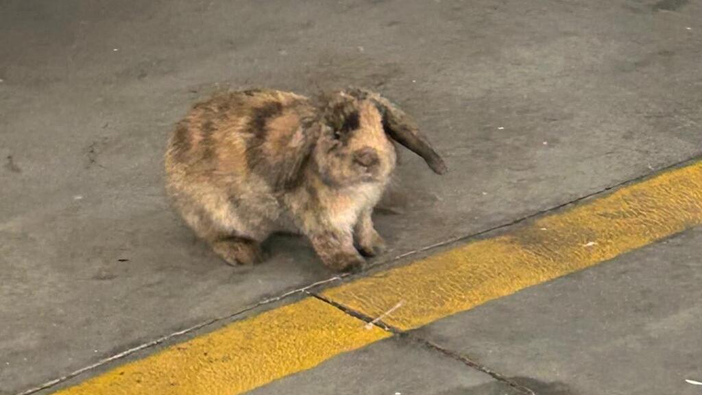 A rabbit abandoned in a Kiryat Ata apartment building parking lot spent several days in the heat without food or water before dying (Photo: Beit Nathanel) ארנבת שננטשה בחניון בניין בקריית אתא, שהתה שם מספר ימים בחום ללא אוכל ומים, עד שמתה לבסוף