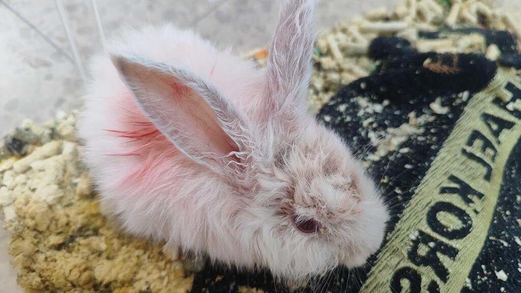 A rabbit found in Hadera after its owners scribbled on its body with a red marker (A rabbit found in Hadera after its owners scribbled on its body with a red marker) ארנבת שאותרה בחדרה, לאחר שבעליה קשקשו על גופה בטוש אדום