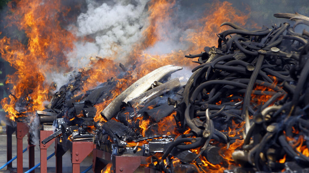 Destruction of elephant tusks and animal horns seized in Myanmar (Photo: Aung Shine Oo/AP) השמדת חטי פילים וקרניים של בעלי חיים שנתפסו במיאנמר