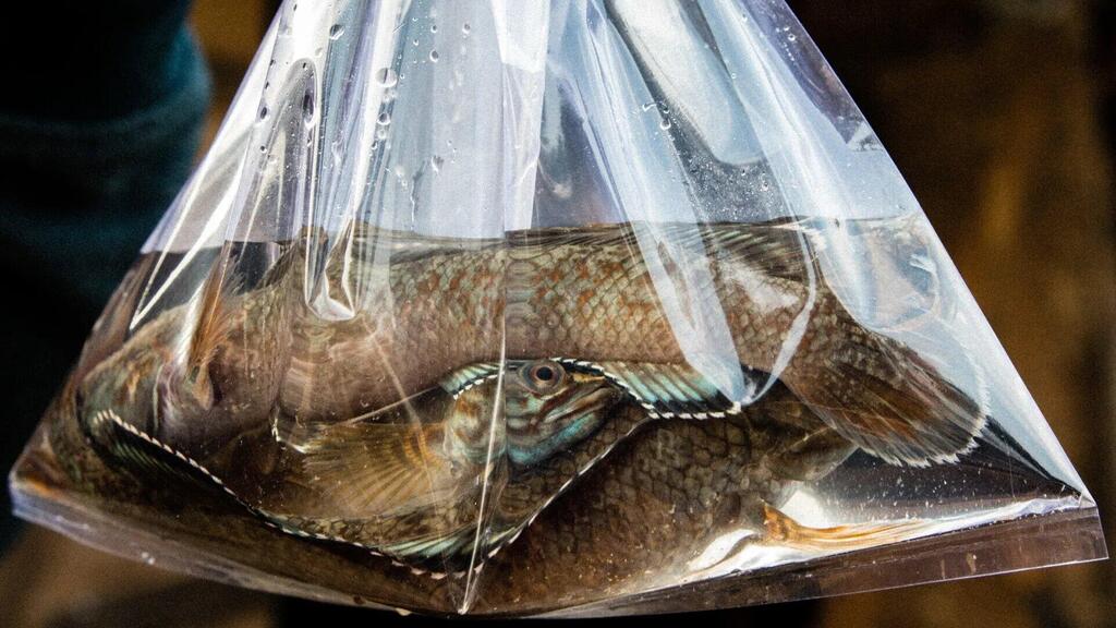 A snakehead fish, whose species are traded internationally as live ornamental fish, a commerce that can threaten wild populations and increase the risk of invasive species (Photo: Neil D'Cruze) דג ממשפחת הראש-נחשיים, שמיניה נסחרים כדגי נוי חיים, סחר בינלאומי שיכול לאיים על אוכלוסיות בר ולהגביר את הסיכון למינים פולשים