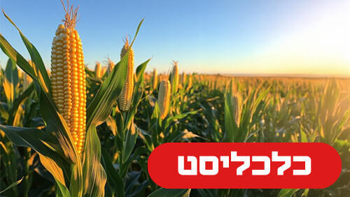 שדה תירס 26.8.26