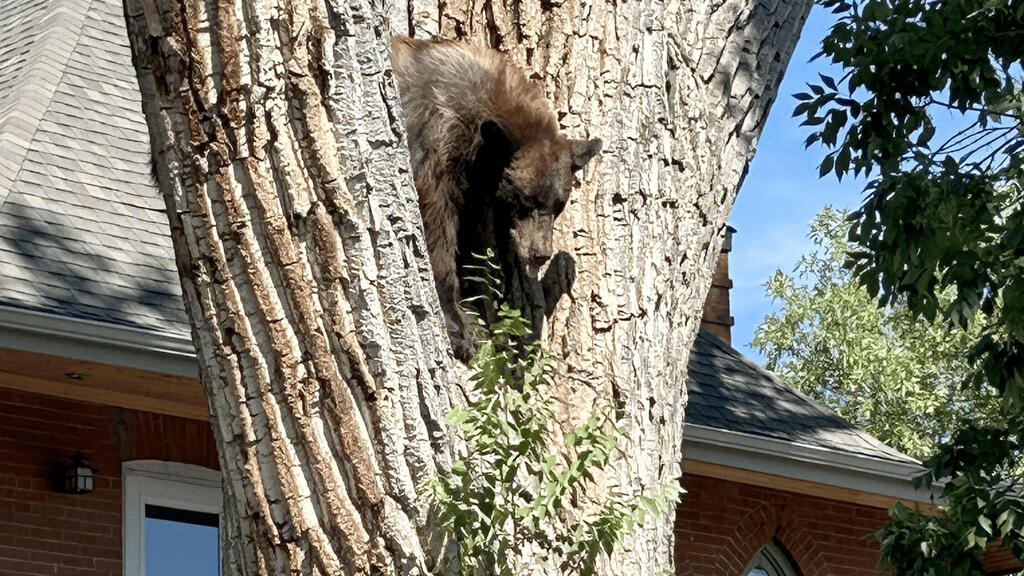 A bear standing in a tree in a residential area of Denver, Colorado (Photo: Colorado Parks and Wildlife - Northeast Region/Handout/Reuters) דוב עומד על עץ באזור מגורים בדנבר שבקולורדו