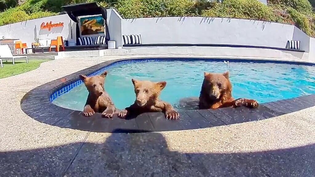 A family of bears in a backyard pool in the United States (Photo: poolbearlife@) משפחת דובים בבריכה ביתית בארצות הברית