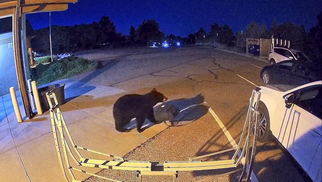 A bear that wandered into a fire station in Colorado Springs (Photo: Colorado Springs Fire Department/Handout/Reuters) דוב שהתגנב לתחנת כיבוי אש בקולורדו ספרינגס