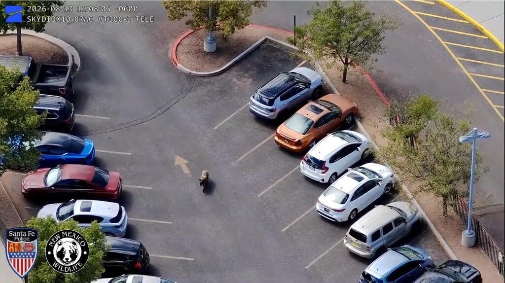 A bear wanders through a parking lot in Santa Fe, the capital of New Mexico (Photo: The Santa Fe Police Department and the New Mexico Department of Wildlife/Handout/Reuters) דוב משוטט בחניון בעיר סנטה פה, בירת מדינת ניו מקסיקו
