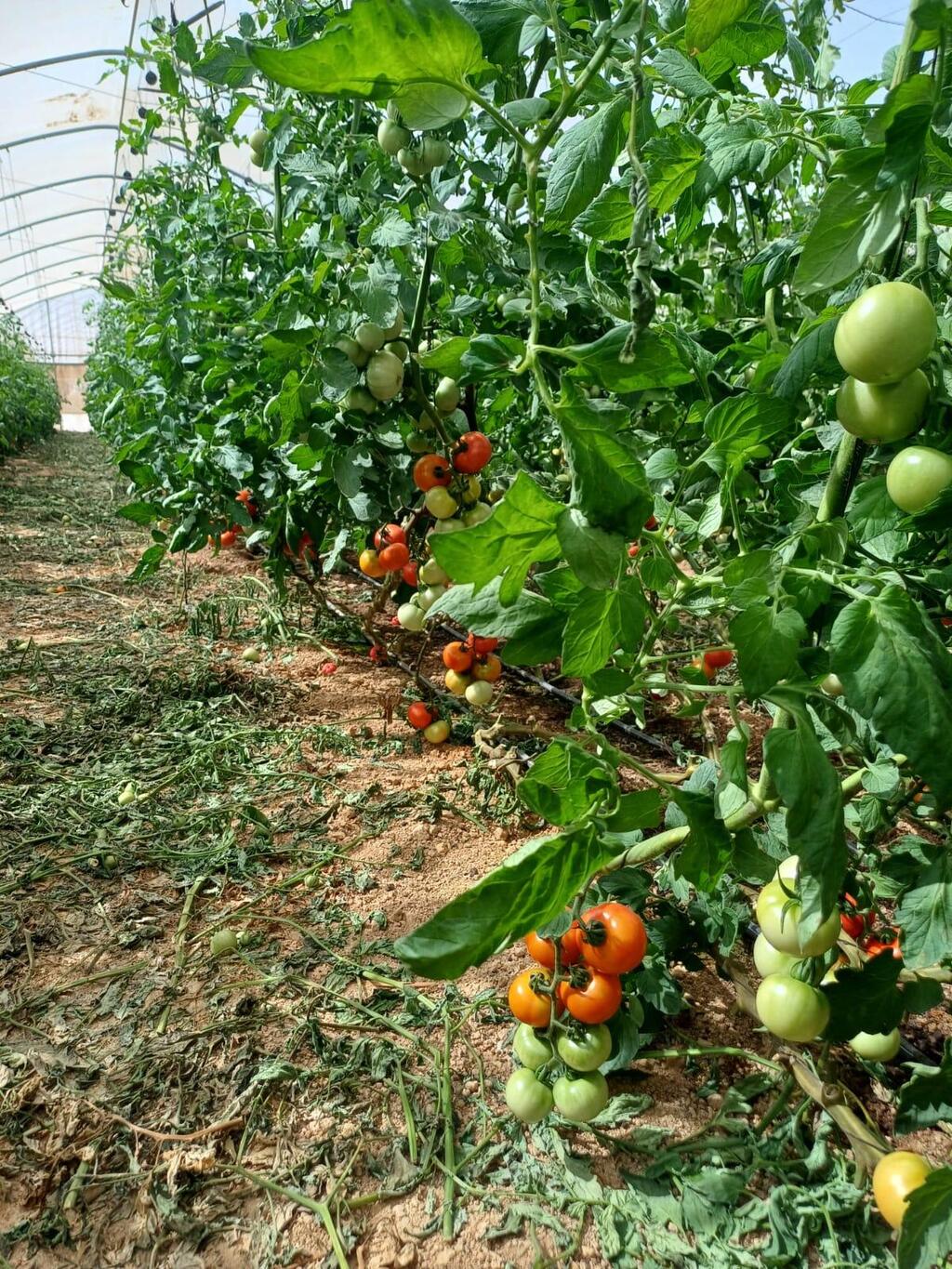 Photo: Doron Hevel המטע של דורון הבל