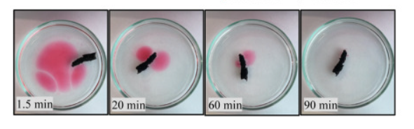 An image from the research paper illustrating the process of oil adsorption by the aerogel (Photo: Dr. Danit Lisa Karsagi Biron, Environmental Biotechnology Laboratory, Ben-Gurion University of the Negev) An image from the research paper illustrating the process of oil adsorption by the aerogel