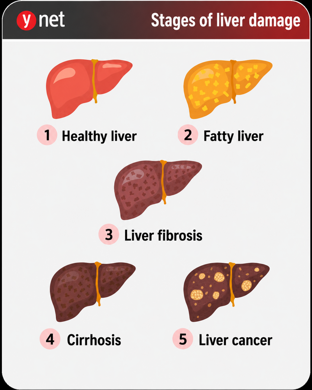 Liver