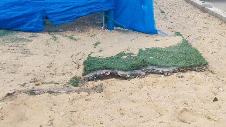 A piece of torn synthetic grass (Photo: Courtesy of Adam Teva v'Din) קרע של דשא סינתטי