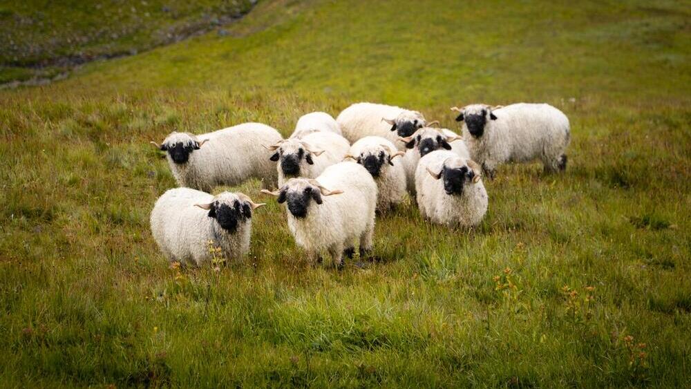A flock of sheep in the Swiss Alps (Photo: UlabPhoto/Shutterstock) עדר של כבשים באלפים השווייצריים