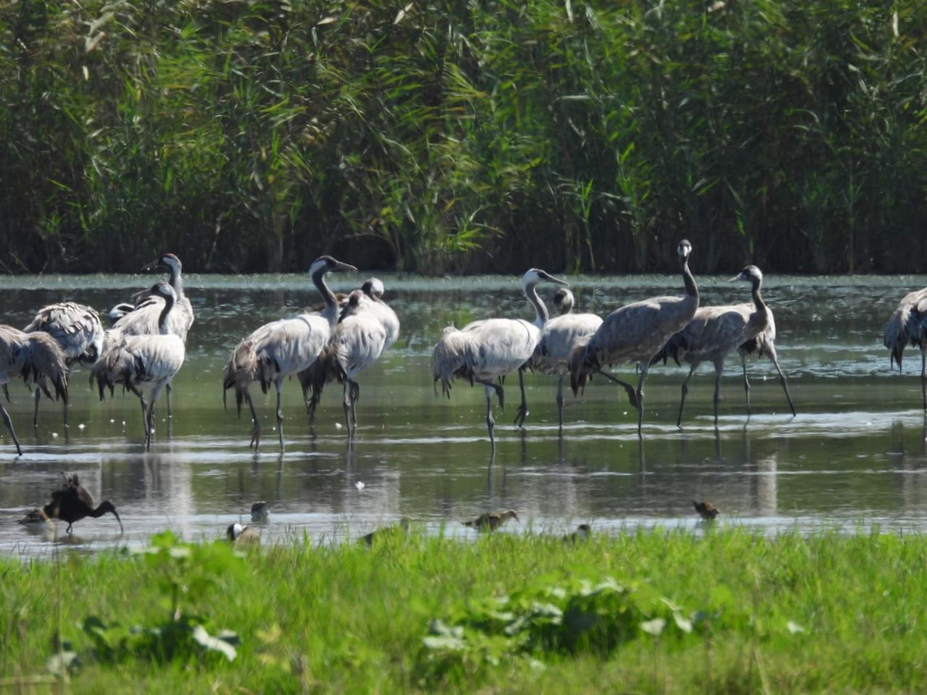 Hula nature reserve (Sarit Palachi Miara / Israel Nature and Parks Authority) Hula nature reserve