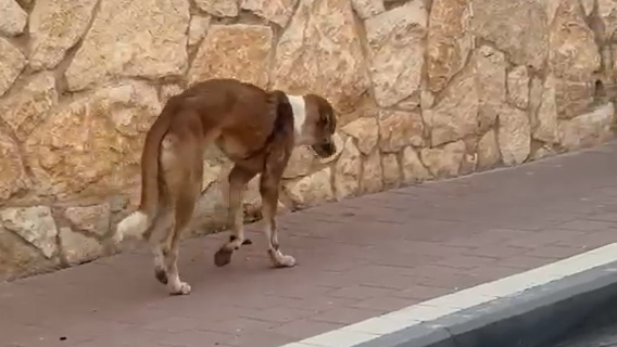 הכלב שאותר פצוע בבית אריה שבשומרון